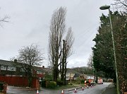 These trees required the works to prevent disturbing and damaging the service wires that grew through the crown thumb