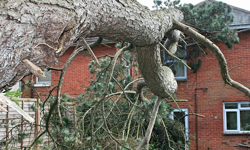 Emergency Tree Works - Southampton, Hampshire