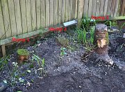 Here we can see the 3 stumps that needed removing from this garden thumb