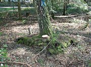 Here we can see the root plate of the tree that has shifted thumb