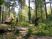 All of the brash was chipped and removed from site whilst timber was cut to manageable lengths and left stacked on site thumb