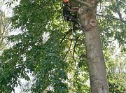 Team Leader Dane reduces the limb in small, hand held sections as to not damage the gardens lawn thumb