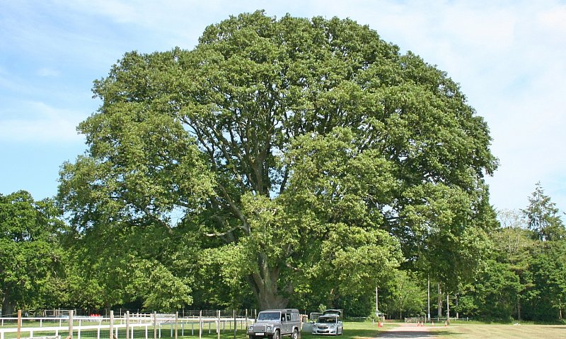 Picus Tomograph Test on an Oak - New Park Brockenhurst
