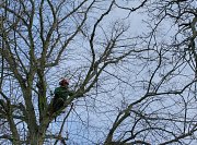 These works were achievable using only a silky saw meaning no loud and disruptive chainsaws were required thumb