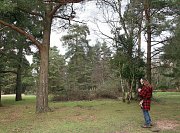 Consultant Oli walks the Roundhill Campsite documenting any trees with defects thumb