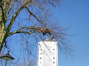 Arborist Rob gets out on these limbs to give the tree a sympathetic crown reduction thumb