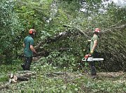 All of these works were a combination reducing and clearing storm damaged trees thumb