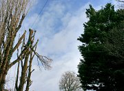 Arborist Rob carefully drops a limb between the service wires thumb