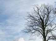 These works removed a large amount of risk of falling branches into this busy car park thumb