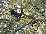 Arborist Hamish uses his silky saw to remove the deadwood from this fantastic tree thumb