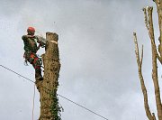 Arborist Rob leaves this tree as a monolith thumb