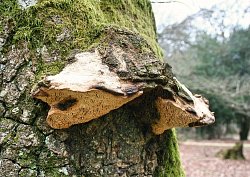 Example of Daedalea quercina (tree fungi)
