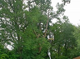 Team 5 set to work dismantling this tree using a 21m MEWP thumb