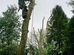 New recruit Jake sets about dismantling this tree for a domestic client thumb
