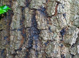 Tree Surveying - Lordswood thumb