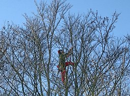 Arborist Oliver Lower working up high to reduce the crown of this Beech Tree thumb