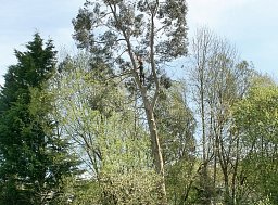 Tree Felling - Fordingbridge thumb