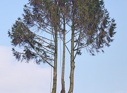 Tree Felling - Dibden thumb