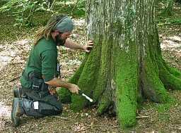 Tree Surveying - Beaulieu thumb