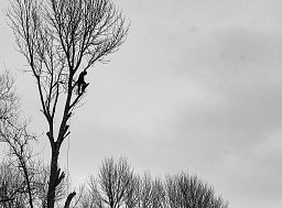 Tree Removal - Alderbury thumb