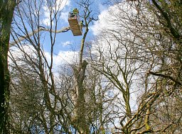 Utilising the hired in 37m MEWP, our team was able to safely dismantle the trees thumb